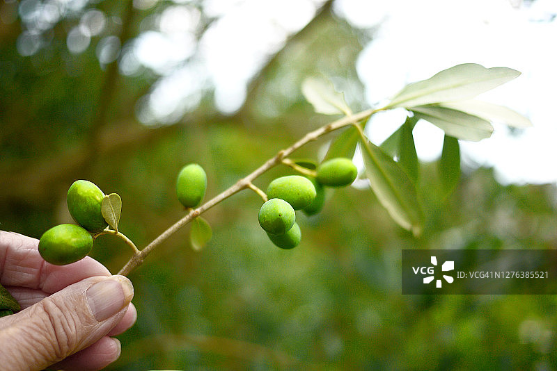 女人手持橄榄枝图片素材