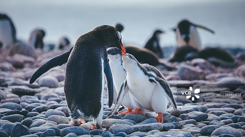 巴布亚企鹅喂食两只幼崽图片素材