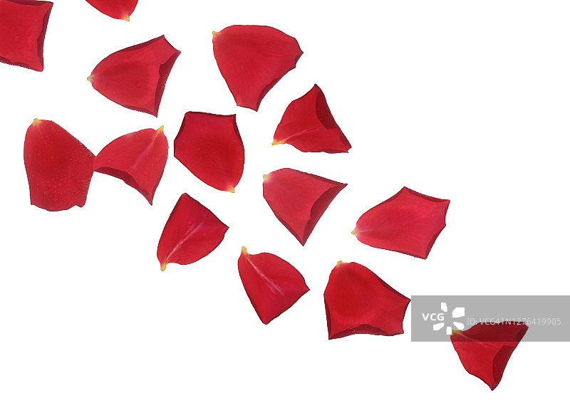 漂浮在白色背景上的红色玫瑰花瓣图片素材