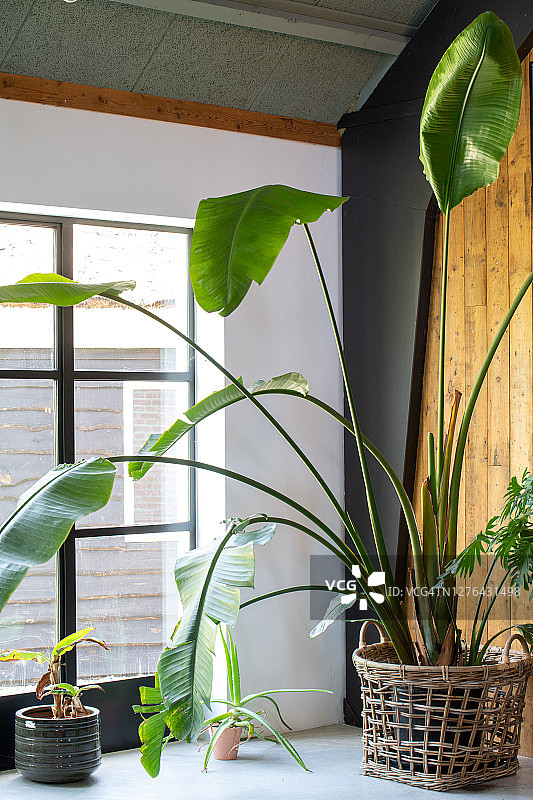 具有大量绿色植物和谷仓木墙的斯堪的纳维亚生态小屋式内饰，混凝土地面图片素材