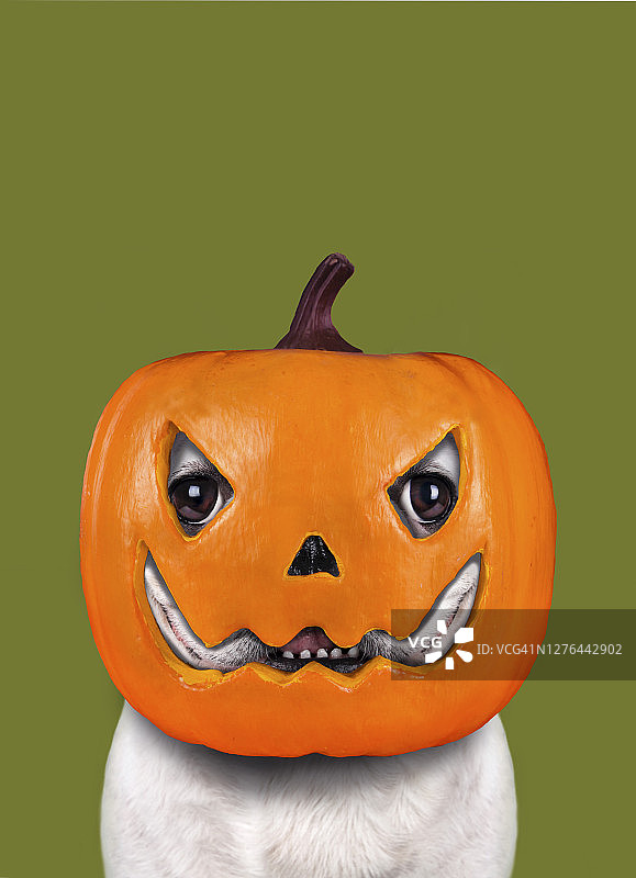 万圣节的搞笑狗图片素材