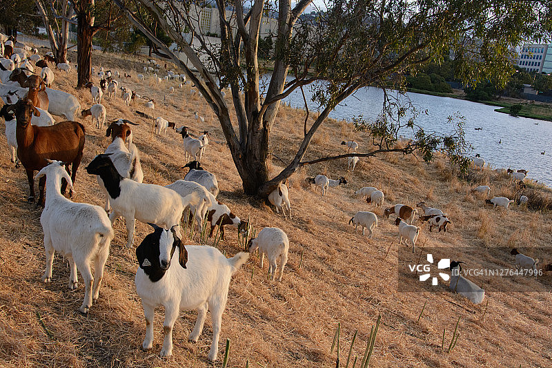 加利福尼亚州红木城：山羊清理灌木丛，预防和控制野火，2017年5月图片素材