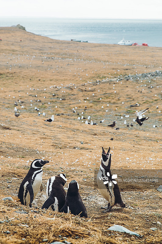 火地岛麦哲伦企鹅群落，智利，南极地区图片素材