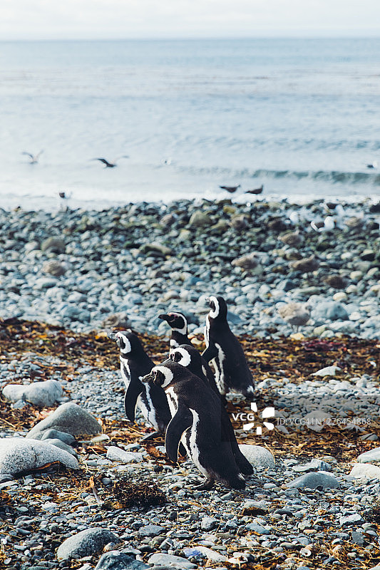 火地岛麦哲伦企鹅群落，智利，南极地区图片素材