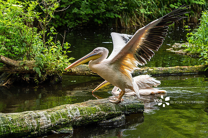 公园里的白鹈鹕图片素材