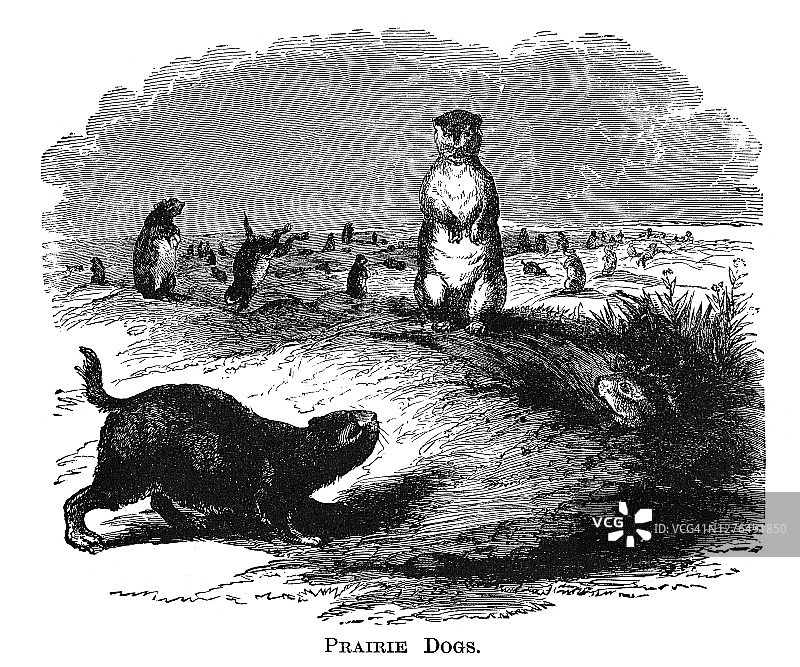 古典版画：草原犬鼠图片素材