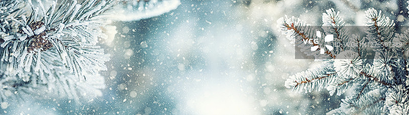 覆盖霜的松树枝冬季横幅图片素材