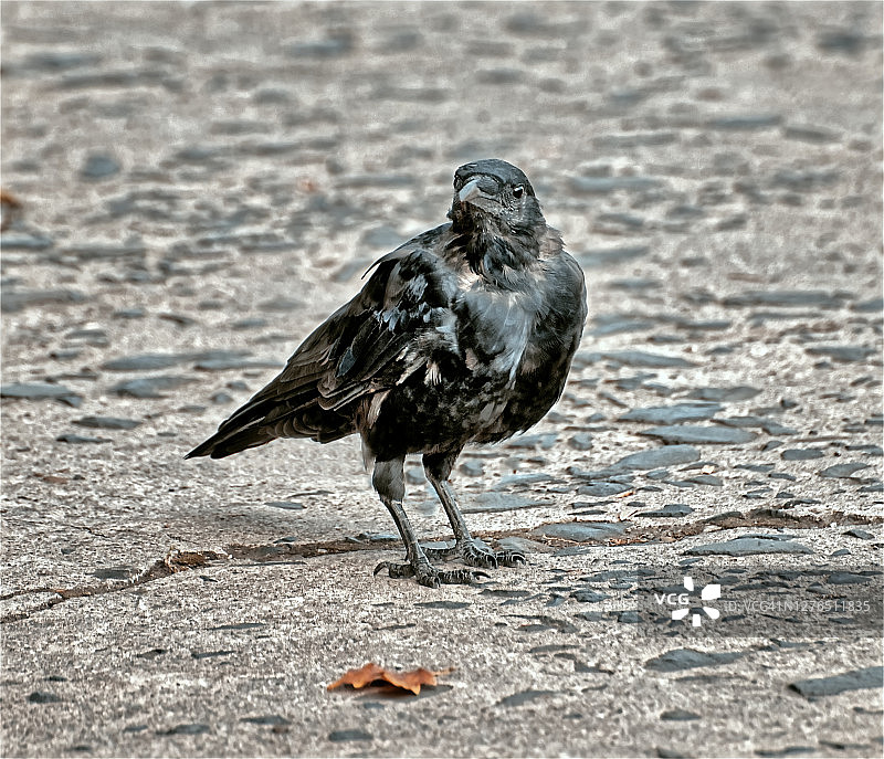 站在水泥地上的乌鸦图片素材
