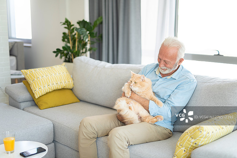 缅因猫在家与主人拥抱图片素材