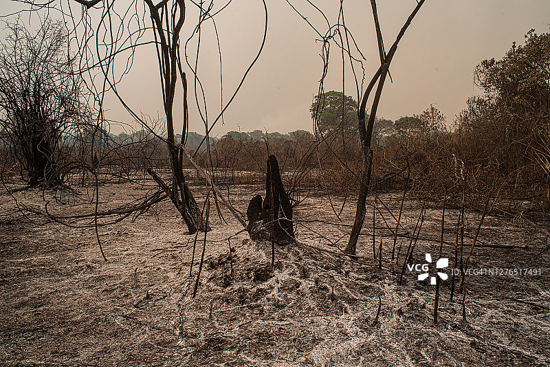 潘塔纳尔的森林火灾过后景象图片素材