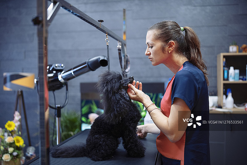 年轻女宠物美容师为贵宾犬修剪毛发图片素材