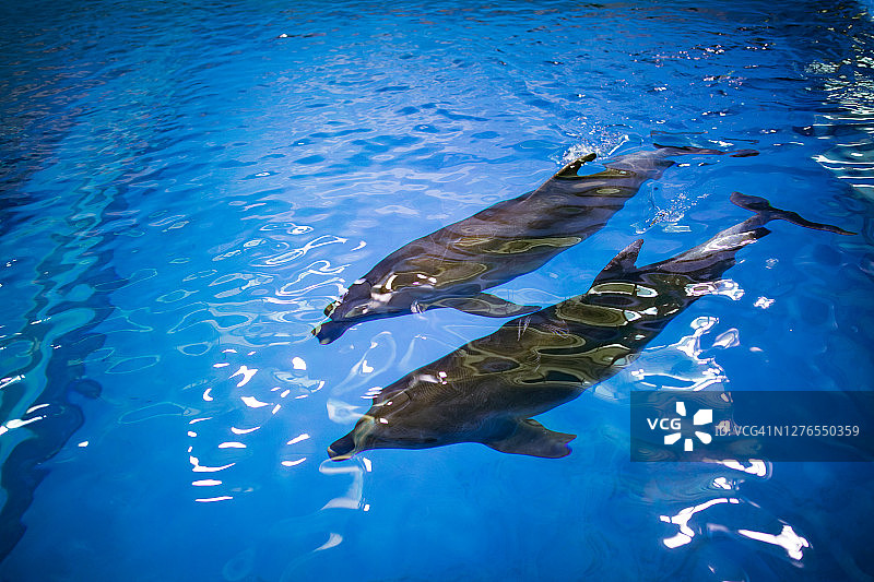 水族馆里的海豚图片素材