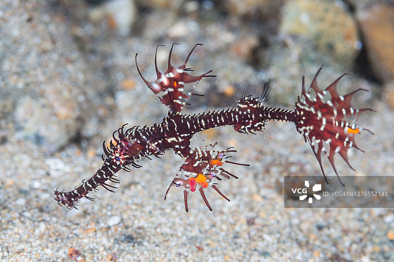 华丽幽灵海龙幼鱼图片素材