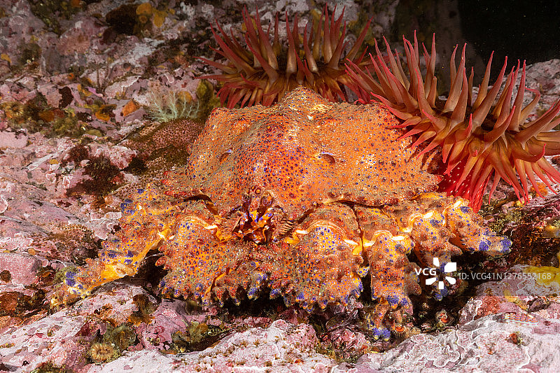 普吉特海湾帝王蟹图片素材