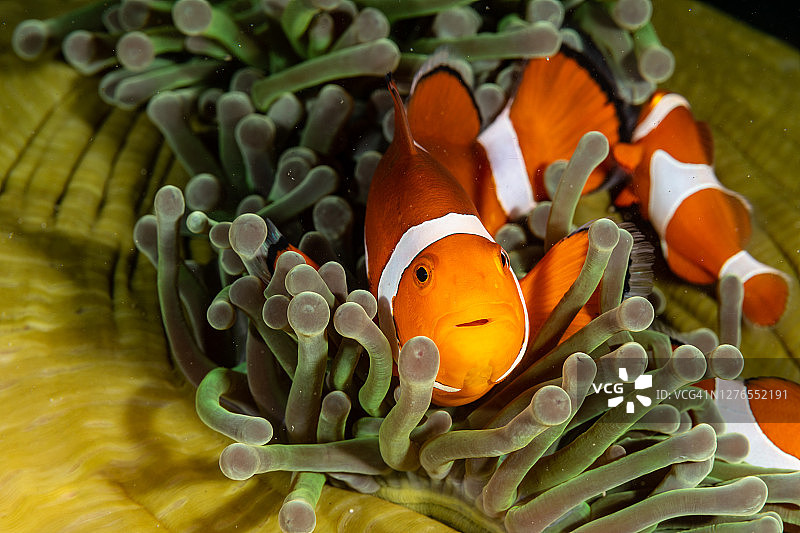 眼斑海葵鱼图片素材
