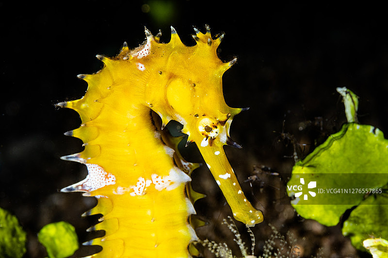 黄色刺海马图片素材