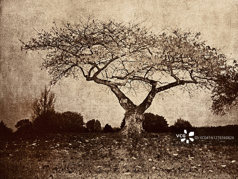 棕褐色山顶地平线秋季树木景观图片素材