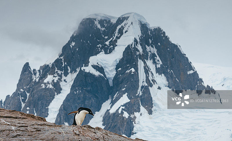 南极洲：阿德利企鹅下山图片素材