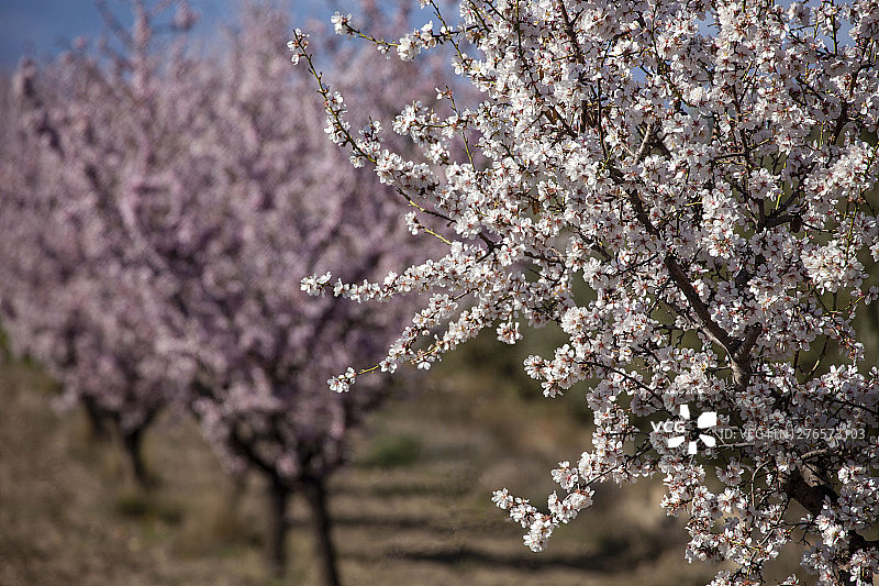 盛开的杏树图片素材