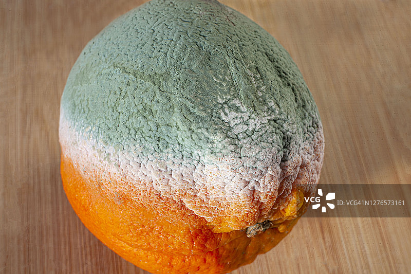 被绿色霉菌覆盖的橙子图片素材