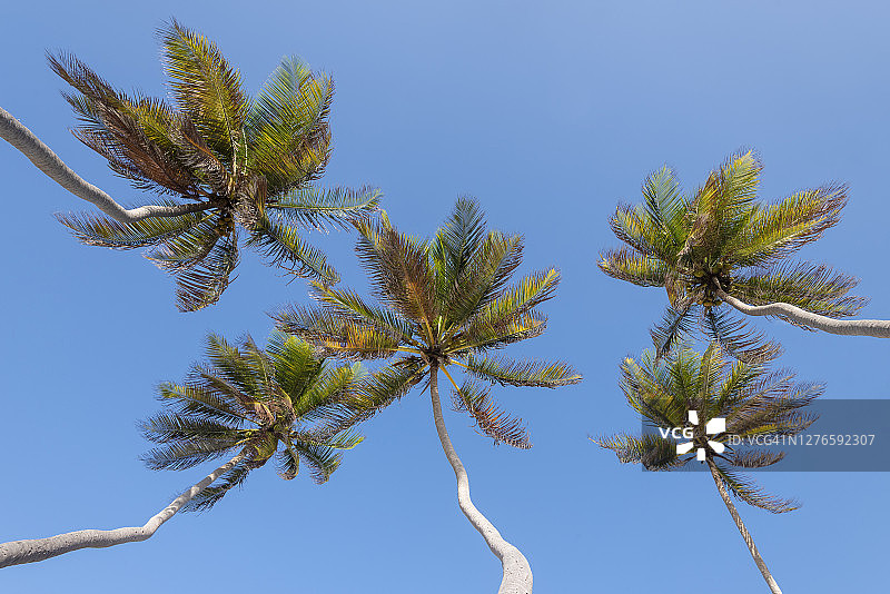 巴巴多斯岛的椰子树图片素材