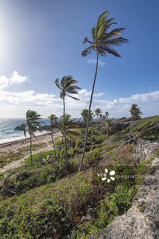 巴巴多斯岛哈里史密斯海滩上的高大棕榈树和茂盛植被图片素材