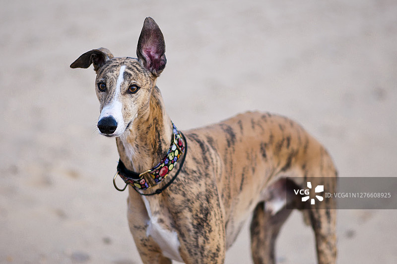 海滩上的加尔果犬图片素材