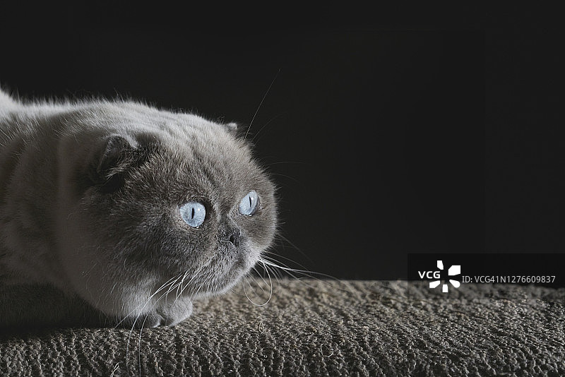 苏格兰折耳猫的猫图片素材