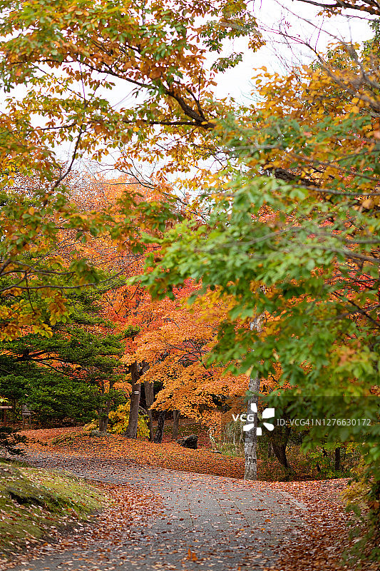 大沼准国家公园的迷人秋色图片素材