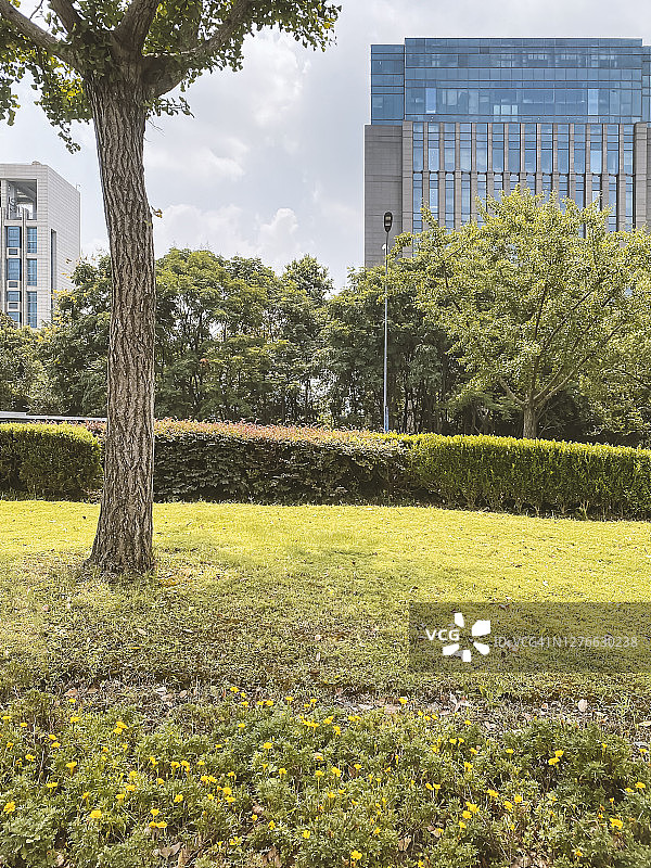 城市道路中央的绿化带与现代建筑图片素材