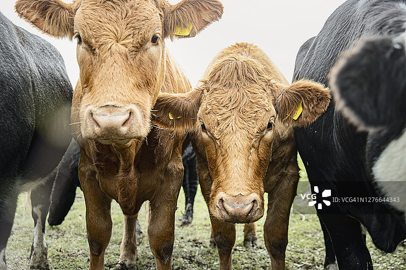 年轻利木赞牛的特写图片素材
