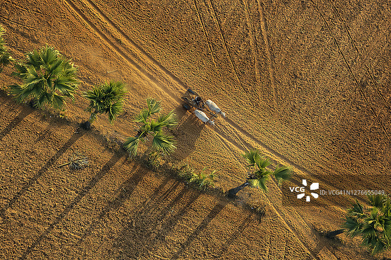 缅甸蒲甘，热气球上的牛车航拍图片素材
