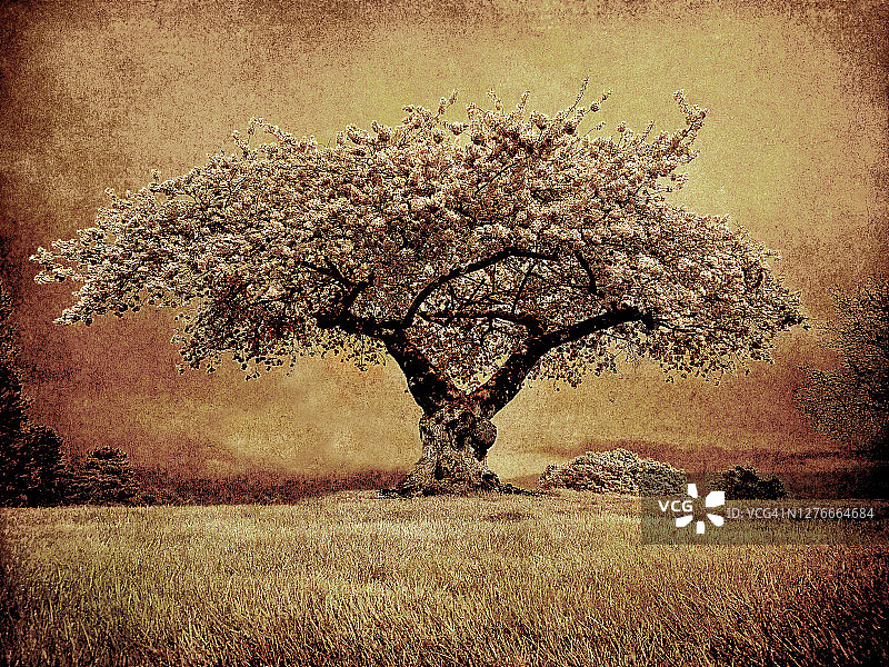 春季山顶经典树木景观图片素材