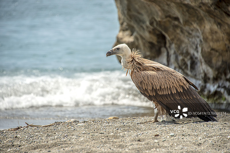 兀鹫（Gyps fulvus），普雷韦利海滩，克里特岛图片素材