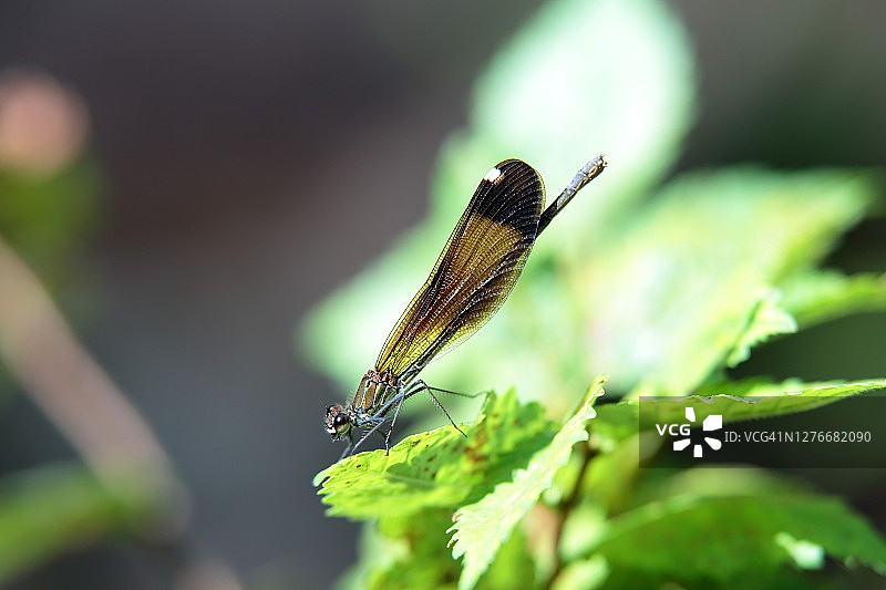 铜色豆娘图片素材