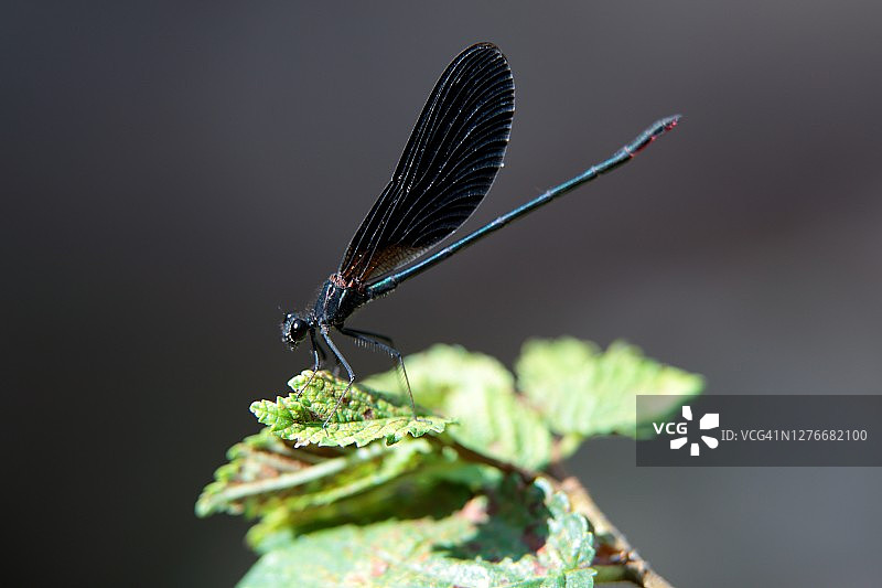 铜色豆娘图片素材