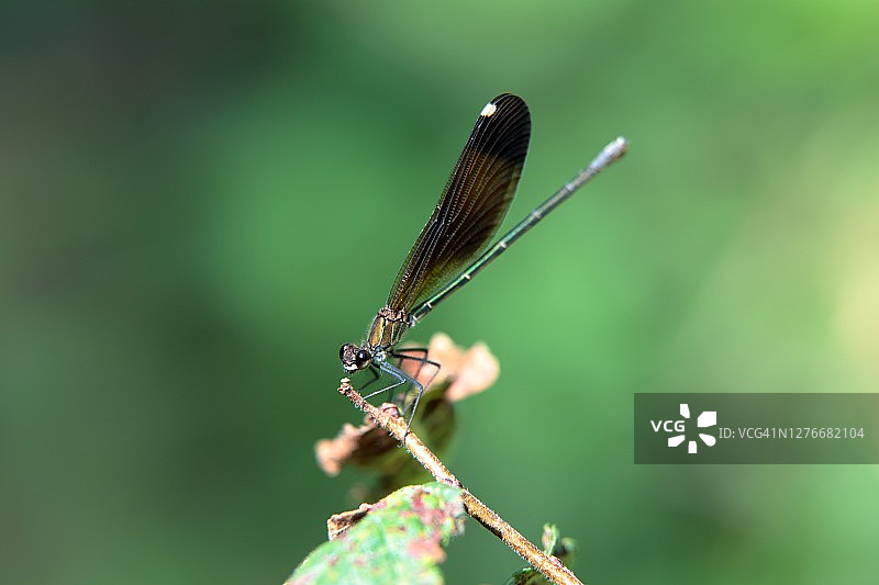 铜色豆娘图片素材