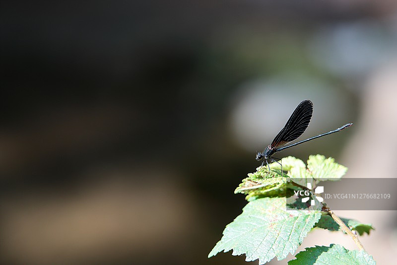 铜色豆娘图片素材