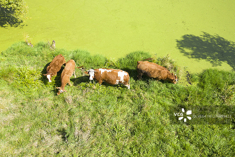 肉牛航拍图片素材