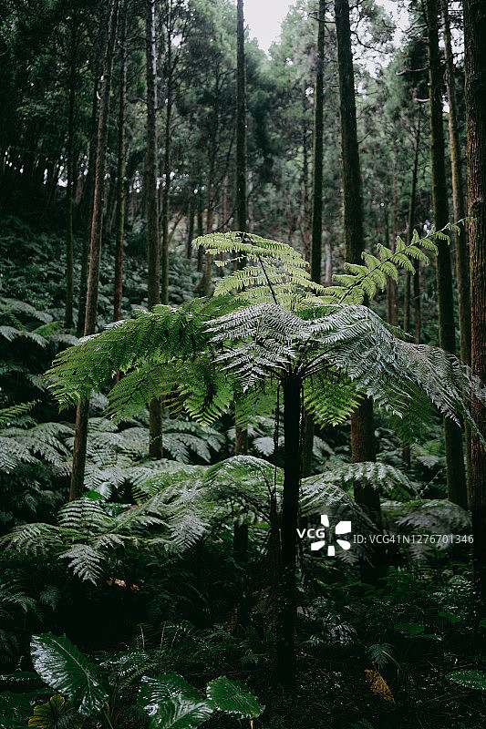 长满树蕨的茂盛绿色雨林图片素材