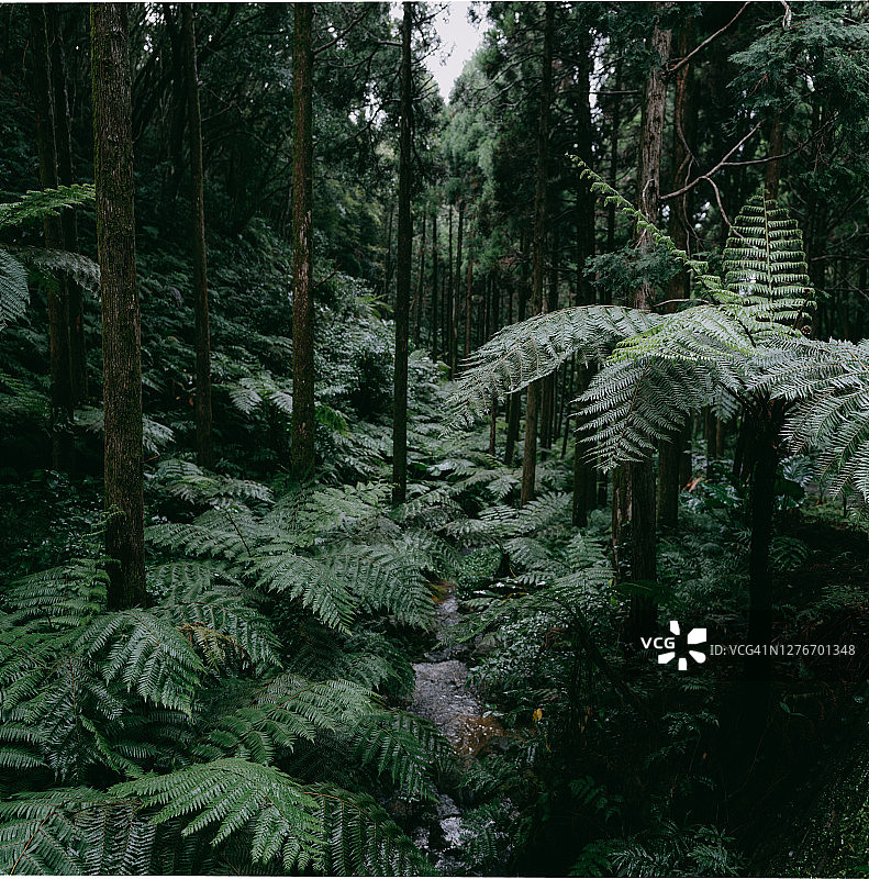 长满树蕨的茂盛绿色雨林图片素材