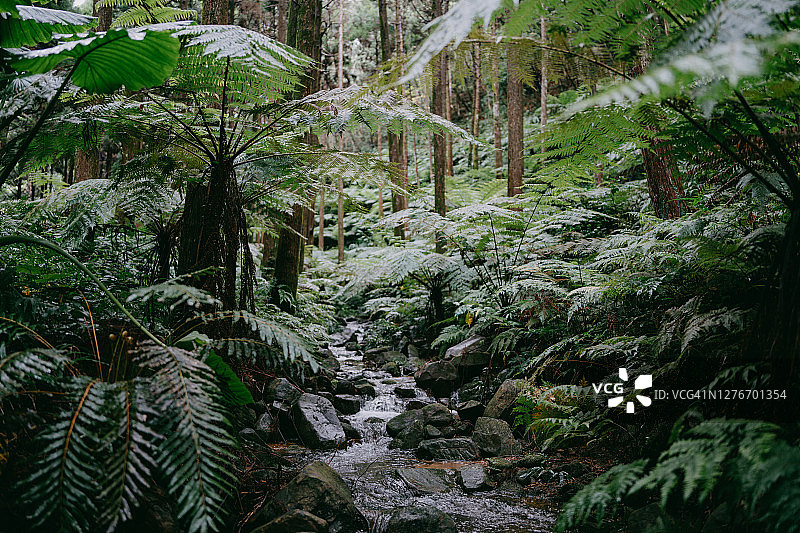 长满树蕨的茂盛绿色雨林图片素材