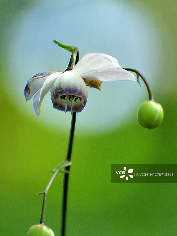 大叶菟葵花图片素材