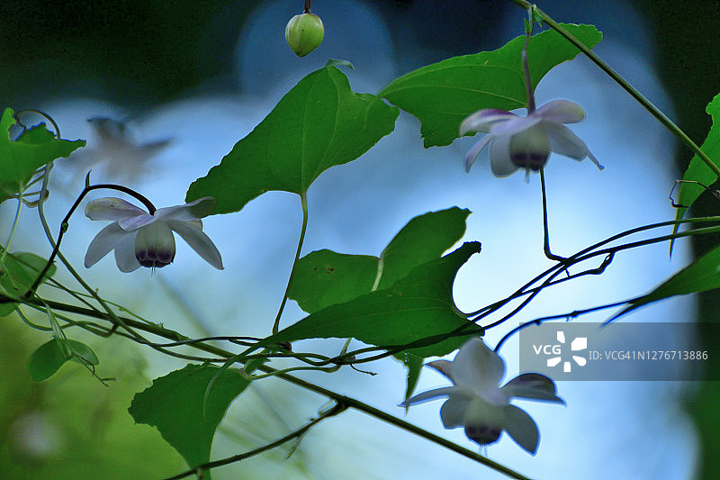 大叶菟葵花图片素材