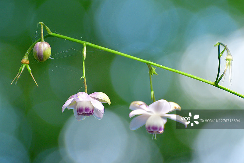 大叶菟葵花图片素材