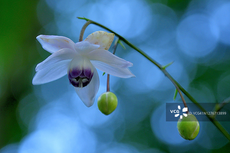 大叶菟葵花图片素材