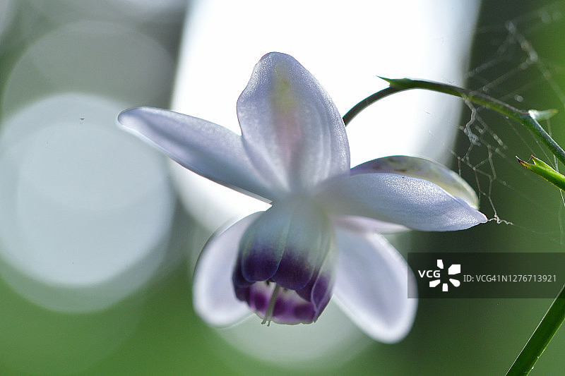 大叶菟葵花图片素材