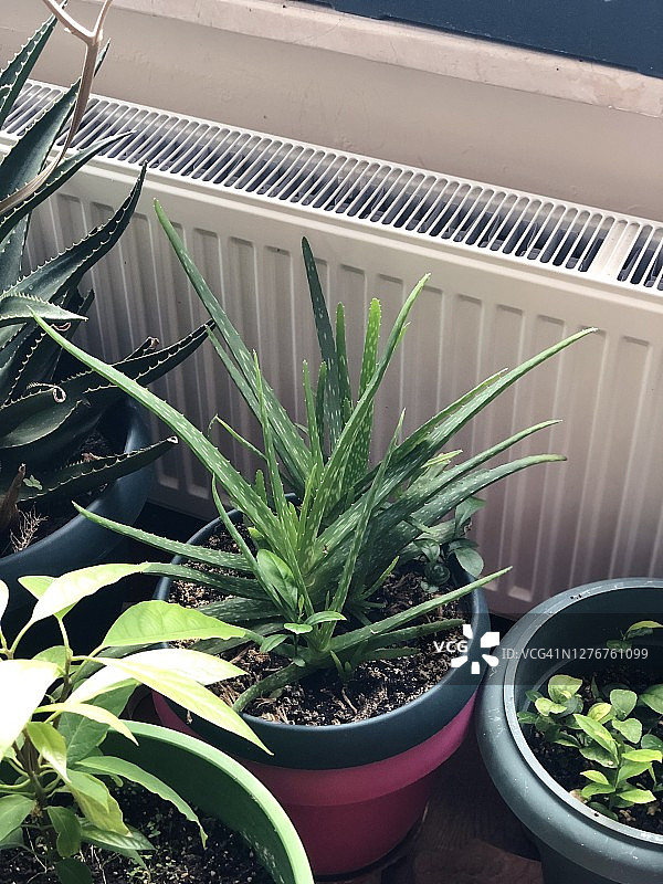 鳄梨树、芦荟和9号房的室内植物图片素材