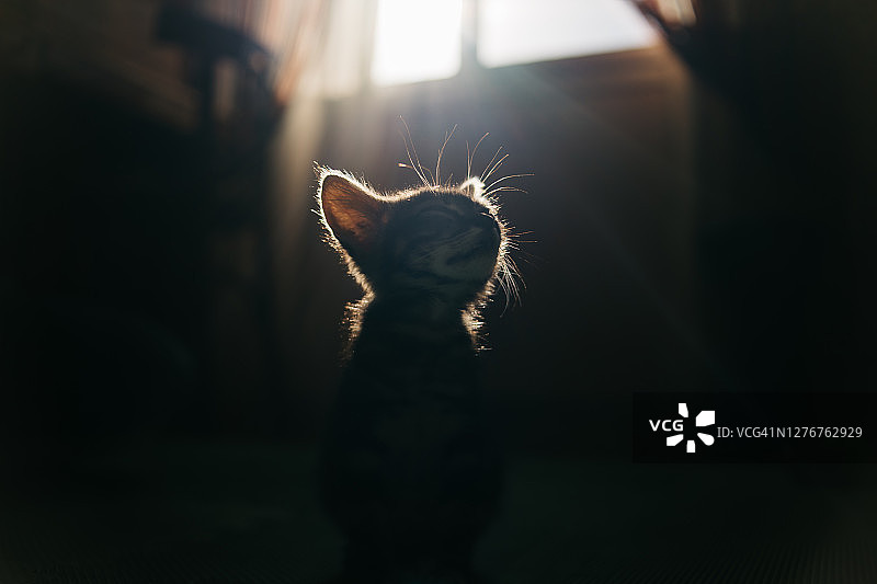 在家享受阳光的可爱小猫图片素材