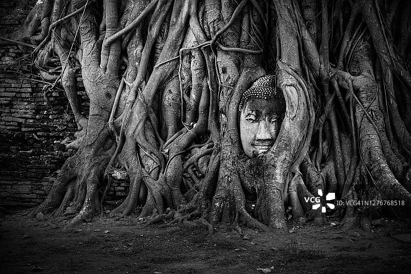 阿瑜陀耶古城：树根中隐藏的古佛头像，联合国教科文组织世界遗产（泰国）图片素材